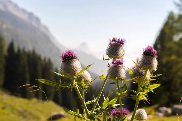 Close View Colorful Thistle Flower Carnic Alps Canal Valley Friuli — Stock Photo, Image