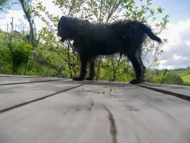 Tepelerdeki kır kulübesinde siyah teriyer köpeği