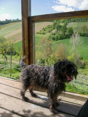 Tepelerdeki kır kulübesinde siyah teriyer köpeği