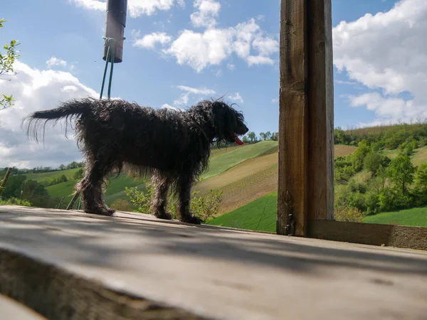 Tepelerdeki kır kulübesinde siyah teriyer köpeği