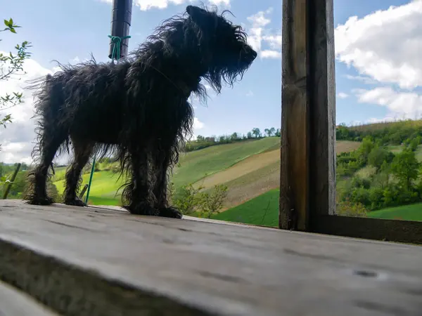 Tepelerdeki kır kulübesinde siyah teriyer köpeği
