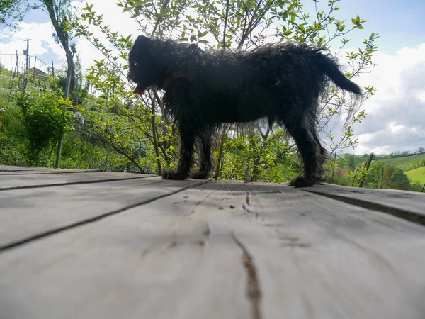 Tepelerdeki kır kulübesinde siyah teriyer köpeği