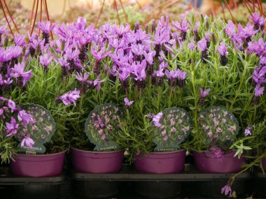 plants on sale on the plants market on the city street
