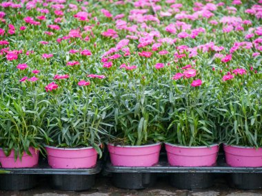 Şehir caddesindeki bitki pazarında satışta olan fabrikalar.