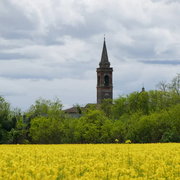 Flowering rapeseeds in the plain fields of the farm — Stock Photo, Image