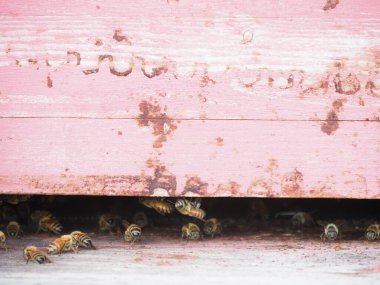 organik çiçek tarlalarında çalışan ve bal üreten göçebe arıların makrosu