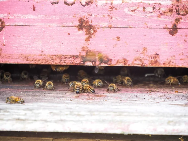 Macro primer plano de las abejas nómadas que trabajan y producen miel en una colmena en campos de flores orgánicas granja — Foto de Stock