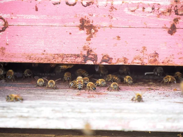 Macro primer plano de las abejas nómadas que trabajan y producen miel en una colmena en campos de flores orgánicas granja —  Fotos de Stock