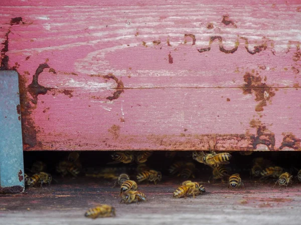 유기 꽃 농장에 있는 벌통에서 일하고 꿀을 생산하는 유목 벌들의 거대 한 근접 사진 — 스톡 사진