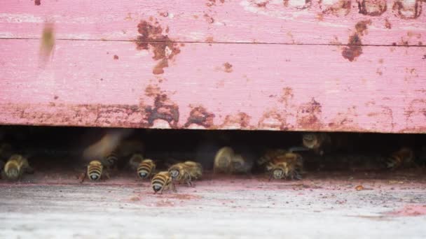 Macro close up of nomadic bees working and producing honey in a hive in organic flower fields farm — Stock Video