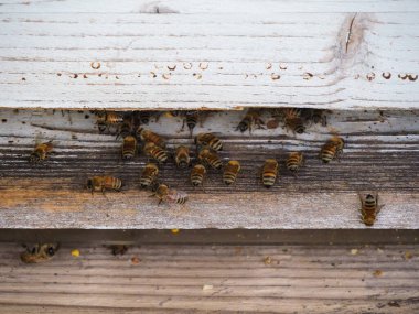 organik çiçek tarlalarında çalışan ve bal üreten göçebe arıların makrosu