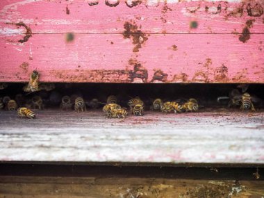 organik çiçek tarlalarında çalışan ve bal üreten göçebe arıların makrosu