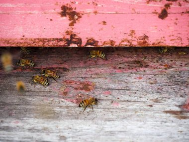 organik çiçek tarlalarında çalışan ve bal üreten göçebe arıların makrosu