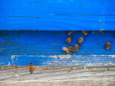 organik çiçek tarlalarında çalışan ve bal üreten göçebe arıların makrosu