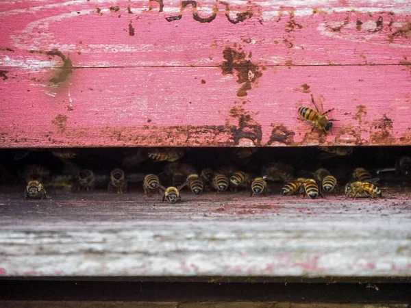 Макро крупним планом кочові бджоли працюють і виробляють мед у вулику на фермі органічних квіткових полів — стокове фото