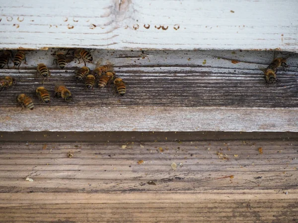 Μακροσκοπική προσέγγιση των νομαδικών μελισσών που εργάζονται και παράγουν μέλι σε κυψέλη σε βιολογικές καλλιέργειες λουλουδιών — Φωτογραφία Αρχείου