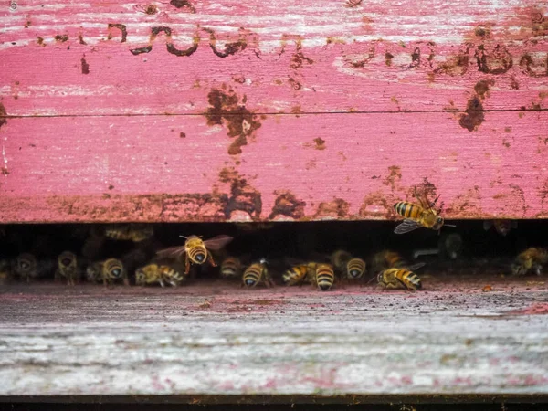 Macro primer plano de las abejas nómadas que trabajan y producen miel en una colmena en campos de flores orgánicas granja — Foto de Stock