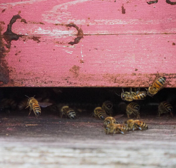 macro close up of nomadic bees working and producing honey in a hive in organic flower fields farm