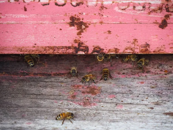 Macro primer plano de las abejas nómadas que trabajan y producen miel en una colmena en campos de flores orgánicas granja —  Fotos de Stock