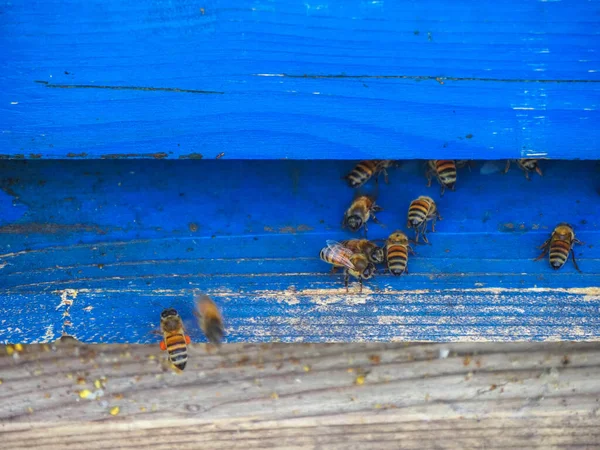 Macro close up of nomadic bees working and producing honey in a hive in organic flower fields farm — Stock Photo, Image