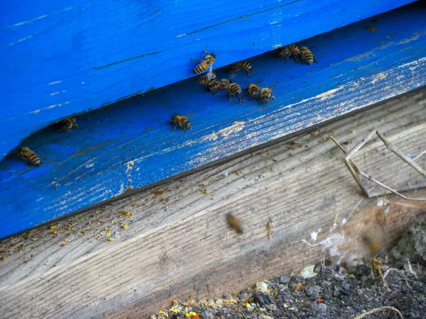 Макро крупным планом кочевых пчел, работающих и производящих мед в улье на ферме органических цветочных полей — стоковое фото