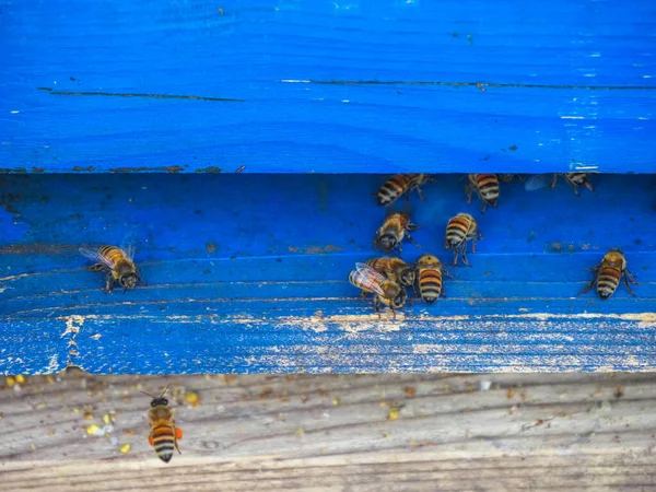 Macro close up of nomadic bees working and producing honey in a hive in organic flower fields farm — Stock Photo, Image