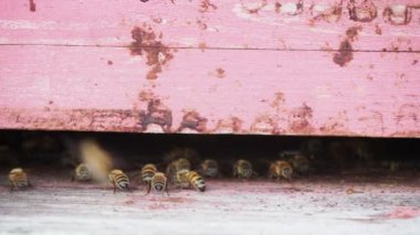 organik çiçek tarlalarında çalışan ve bal üreten göçebe arıların makrosu