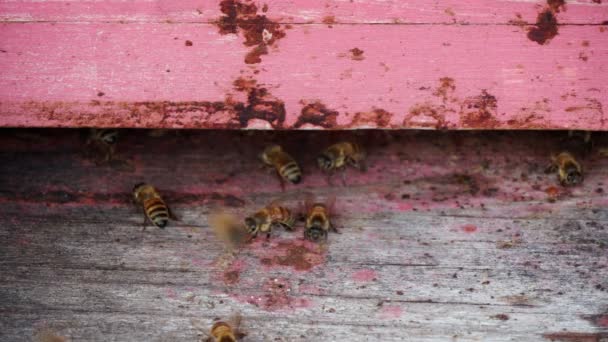 Macro close up de abelhas nômades trabalhando e produzindo mel em uma colmeia em campos de flores orgânicas fazenda — Vídeo de Stock