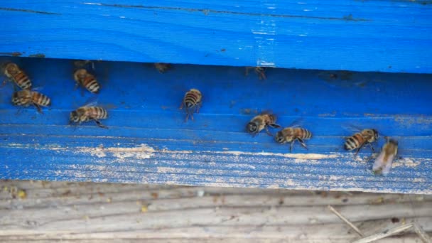 Organik çiçek tarlalarında çalışan ve bal üreten göçebe arıların makrosu — Stok video