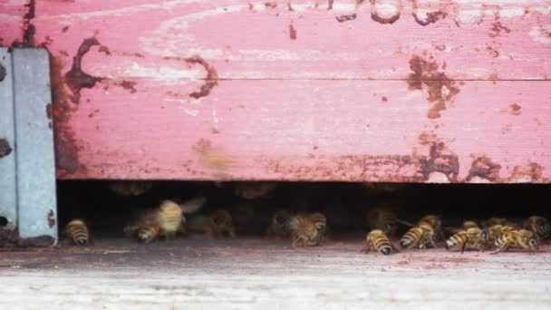 Macro close-up van nomadische bijen die honing bewerken en produceren in een korf in biologische bloemenvelden — Stockvideo