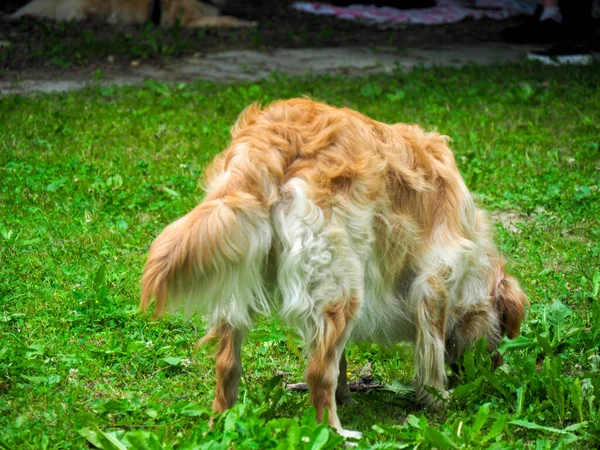 Nieuwsgierige Rasechte Golden Retriever Tuin Smelten Het Gras — Stockfoto