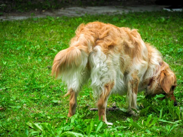 Nieuwsgierige Rasechte Golden Retriever Tuin Smelten Het Gras — Stockfoto