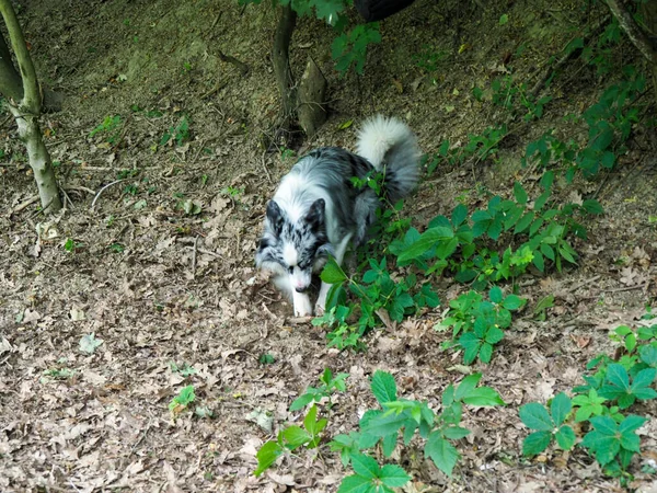 Gränscollie Porträtt Skogen Efter Träning Och Arbete Sommar Utomhus — Stockfoto