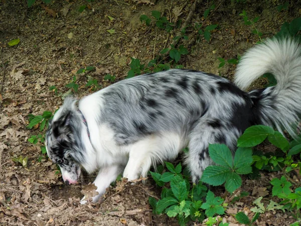 palyful dog digging a hole in the forest for resting fresh