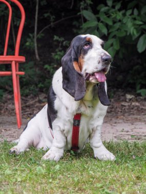 Yazın bahçedeki siyah beyaz, kahverengi, komik av köpeği dinleniyor.
