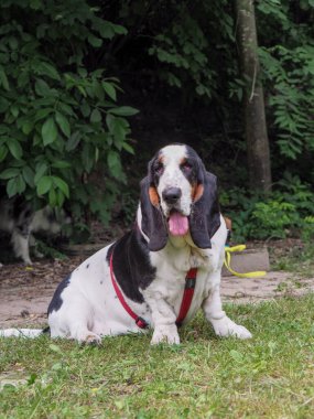Yazın bahçedeki siyah beyaz, kahverengi, komik av köpeği dinleniyor.