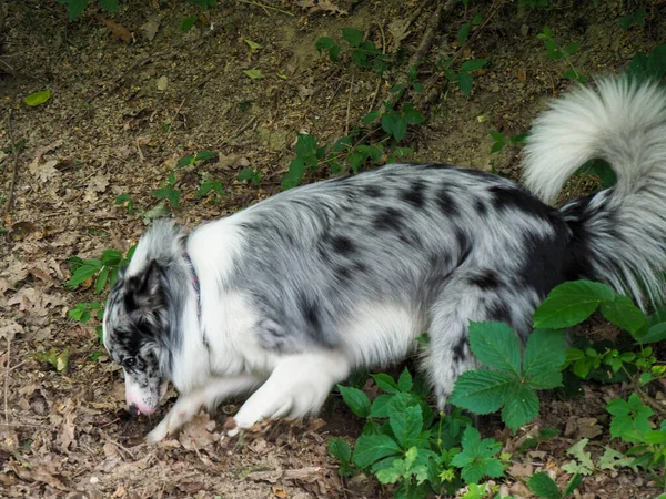 palyful dog digging a hole in the forest for resting fresh