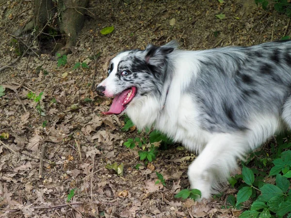 Förlamande Hund Gräva Ett Hål Skogen För Att Vila Färsk — Stockfoto