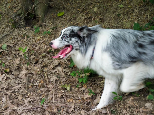 palyful dog digging a hole in the forest for resting fresh