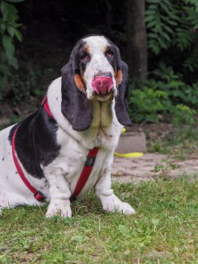 Yazın bahçedeki siyah beyaz, kahverengi, komik av köpeği dinleniyor.