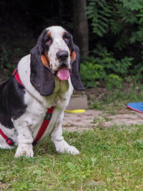 Yazın bahçedeki siyah beyaz, kahverengi, komik av köpeği dinleniyor.