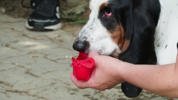 Αστείο Κυνηγόσκυλο Πίνει Νερό Από Χέρι Της Γυναίκας — Αρχείο Βίντεο