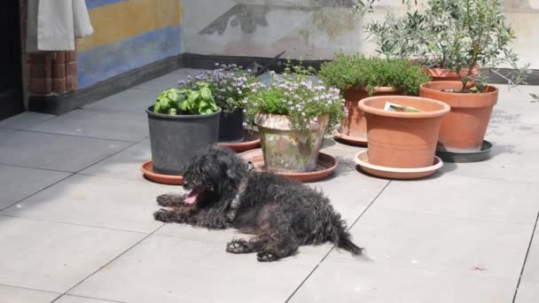 Black Terrier Resting Outdoors High Res Image — Stock Video