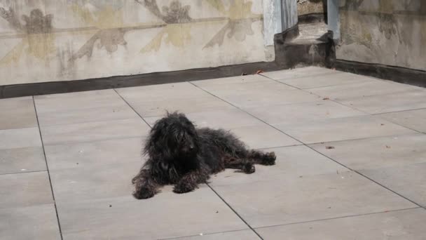 Black Terrier Resting Outdoors High Res Image — Stock Video
