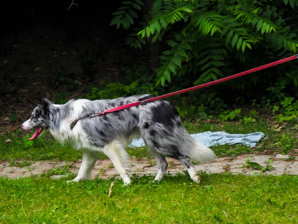 Border Collie Met Riem Wandelen Het Bos Zomer Buiten — Stockfoto