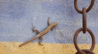 Duvardaki kertenkele güneşte yüksek çözünürlüklü görüntü