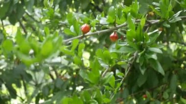 Son sınıf öğrencisi bir kadının ağaçtan olgun kırmızı kirazları topladığı yakın plan. Sağlıklı meyve ve yaşlı insan kavramı