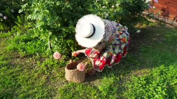 Senior Woman Harvesting Roses Garden Spring Time — Stock Video