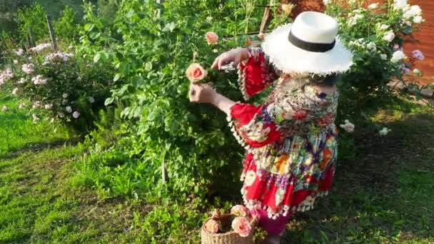 Seniorin Erntet Frühling Rosen Garten — Stockvideo