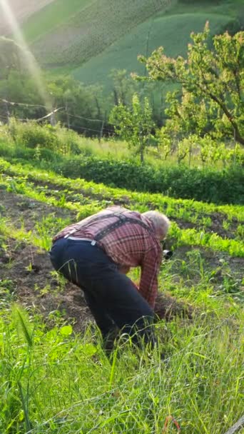Senior Italienischer Landwirt Arbeitet Grünen Bio Garten Castellarquato Emilia Romagna — Stockvideo